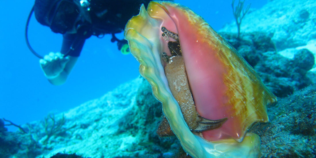 What is Conch & How to Cook it