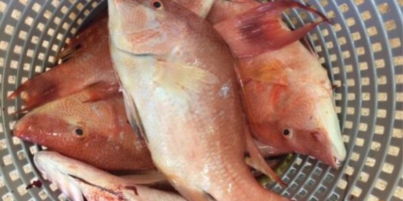 What is Hogfish?