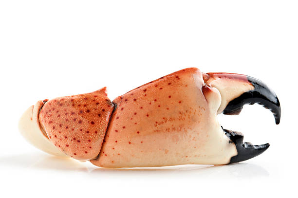 Mega Colossal Stone Crab Claws